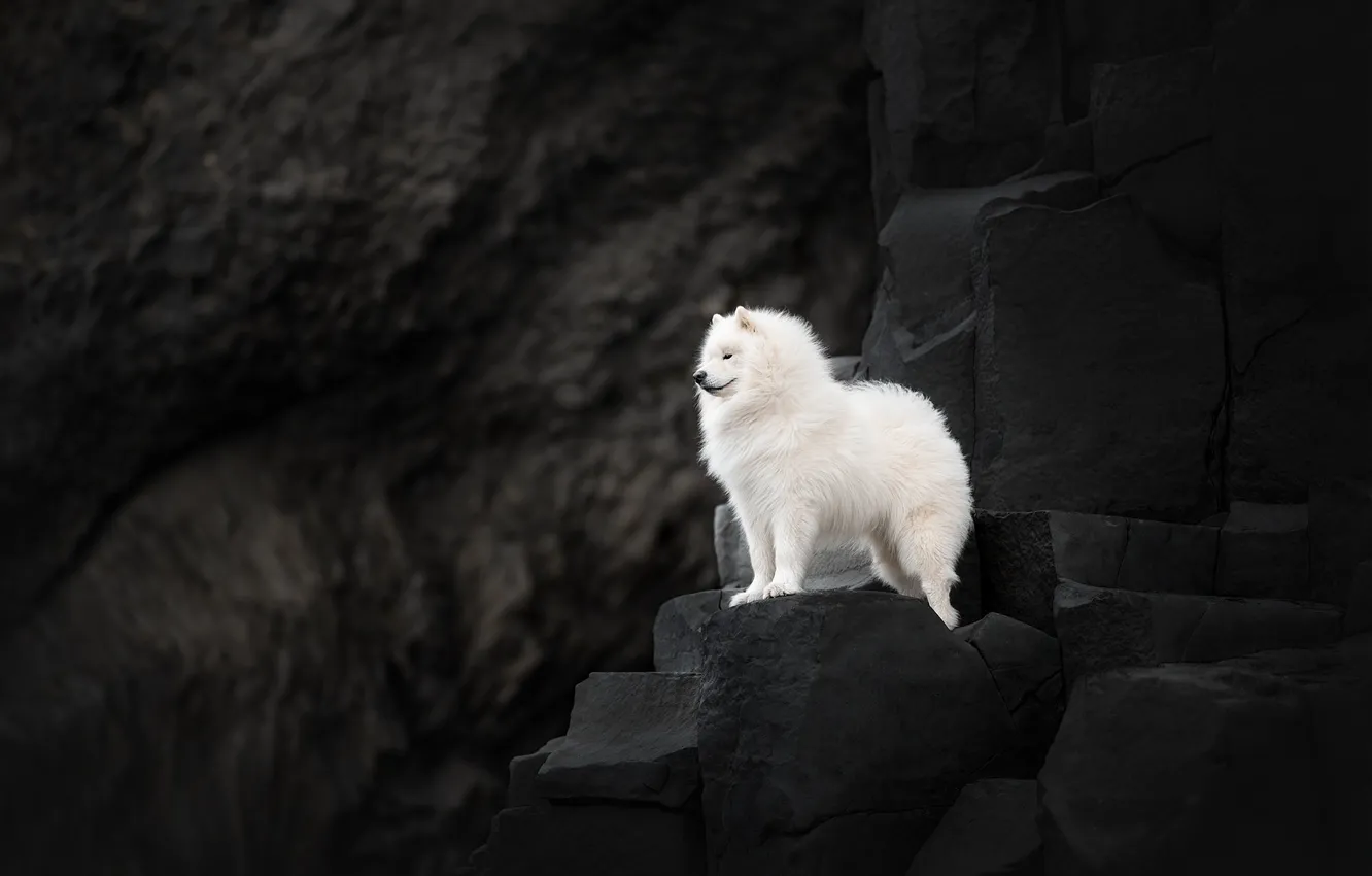 Photo wallpaper look, nature, pose, dog, white, face, Samoyed