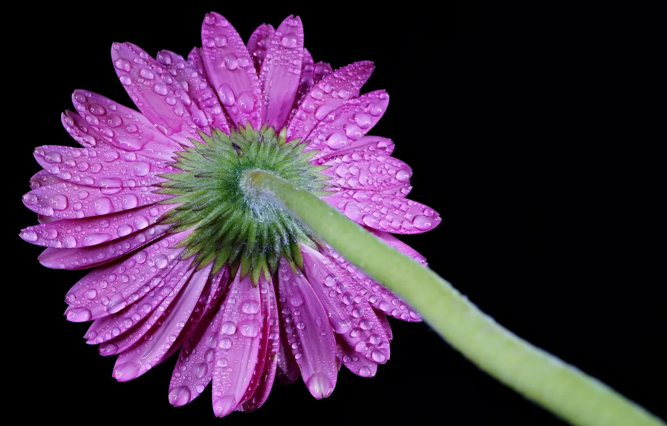 Photo wallpaper drops, flowers, gerbera, drops, flower gerbera