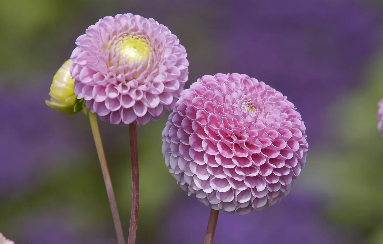 Photo wallpaper pink, buds, dahlias