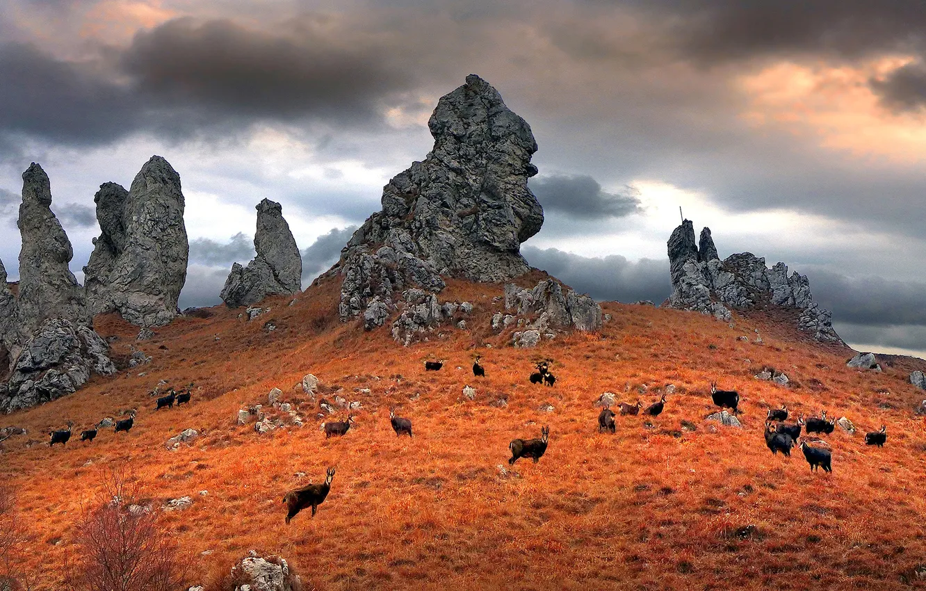Photo wallpaper autumn, grass, mountains, clouds, rocks, animal, Italy, Lombardy