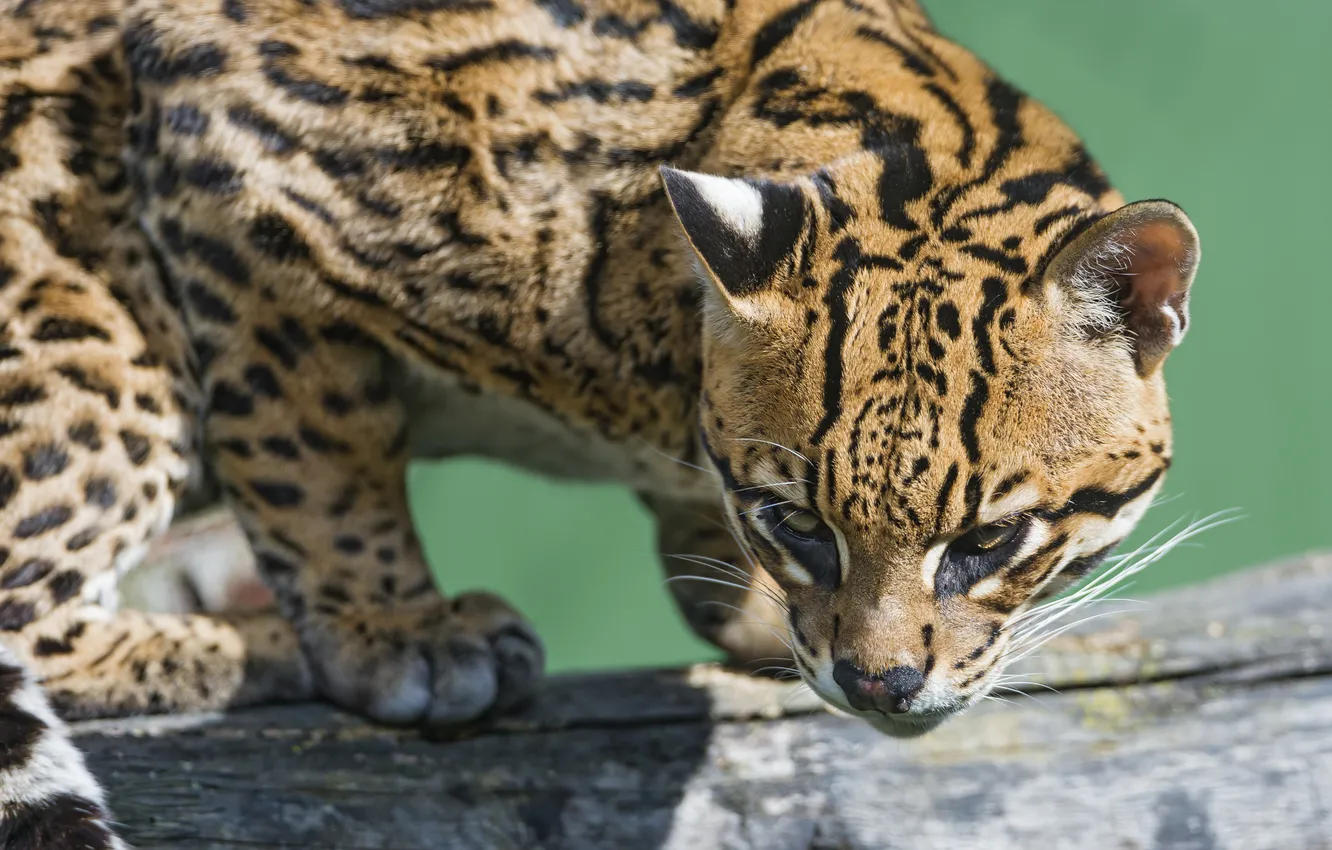 Photo wallpaper cat, ocelot, ©Tambako The Jaguar