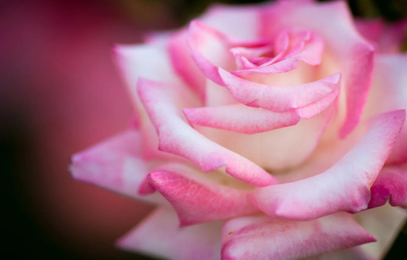 Photo wallpaper macro, roses, petals, buds