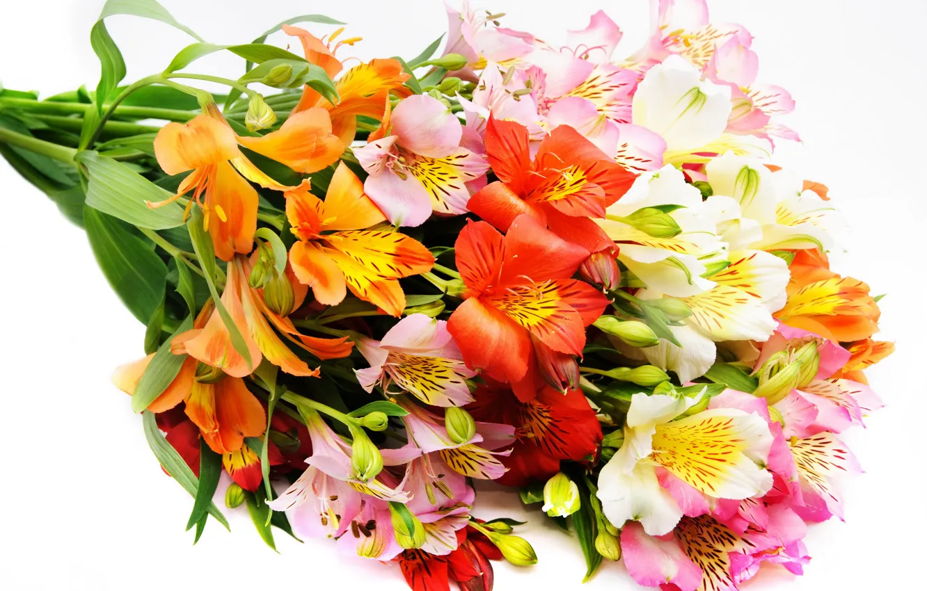 Photo wallpaper flower, flowers, bouquet, beautiful, alstremeria, Alstroemeria