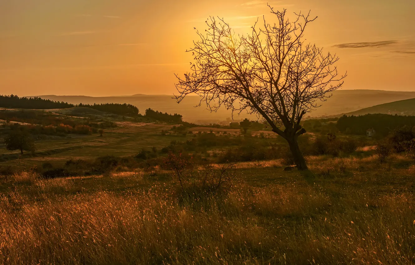 Photo wallpaper field, autumn, forest, the sky, grass, light, trees, sunset