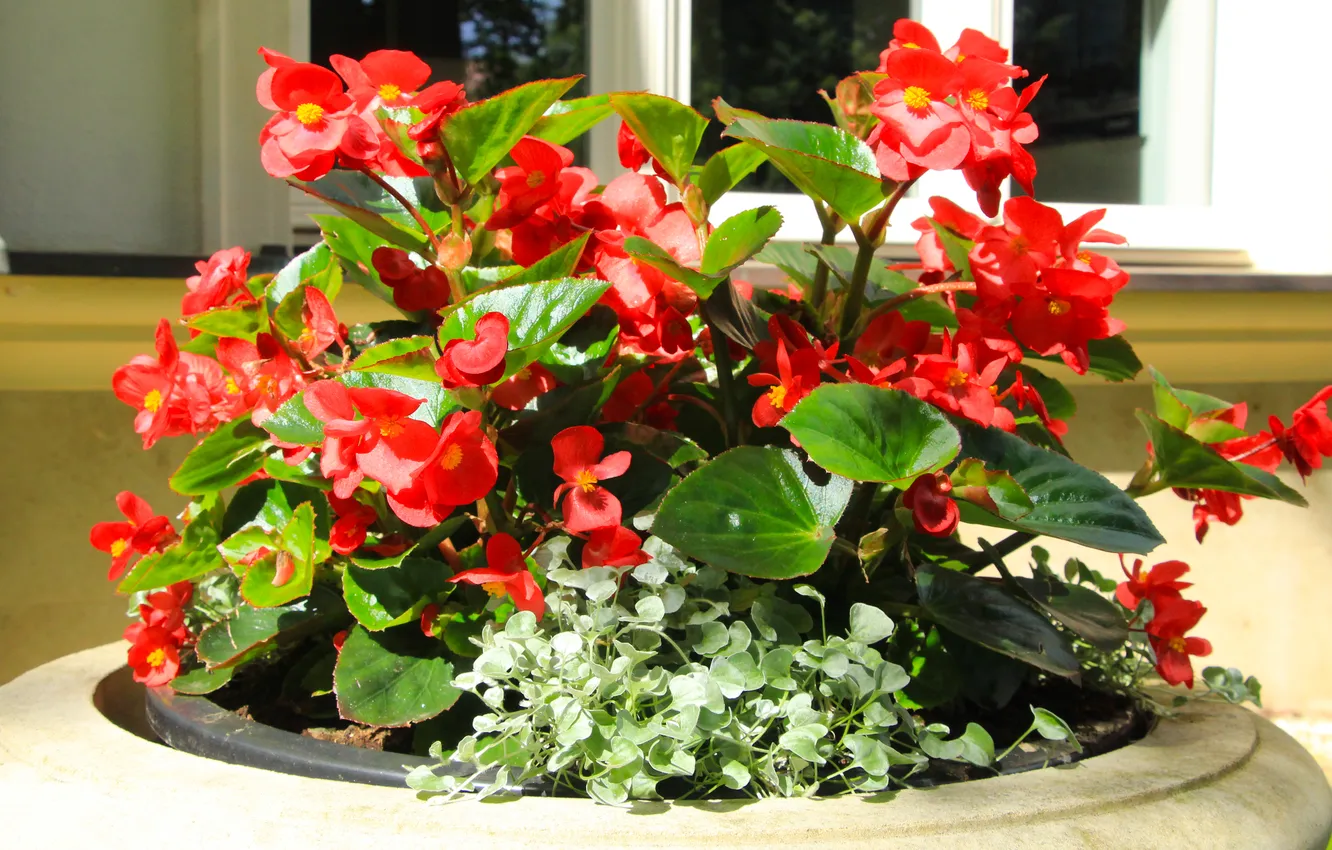 Photo wallpaper flower, leafs, blooming