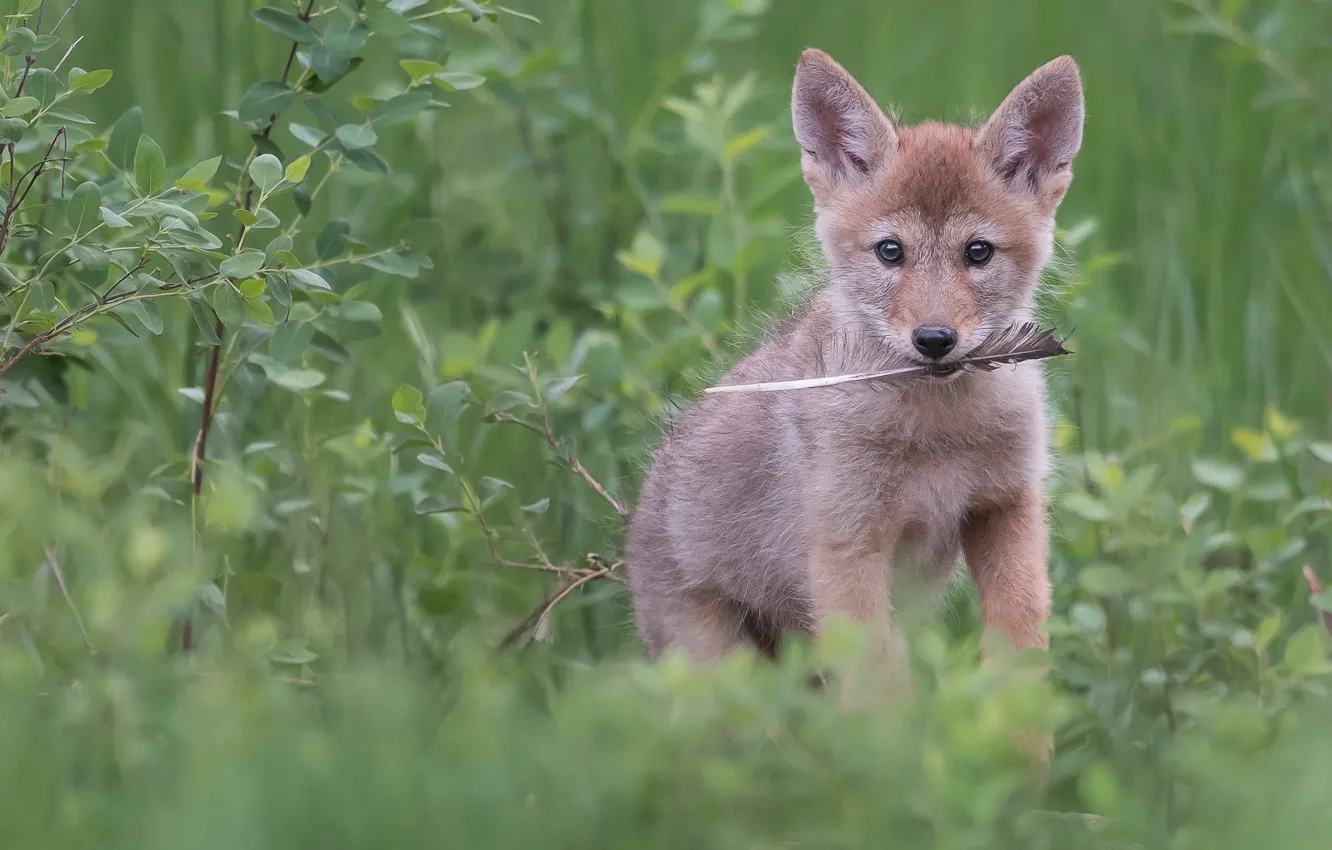 Photo wallpaper look, wolf, feathers, the bushes, the cub, a feather, coyote