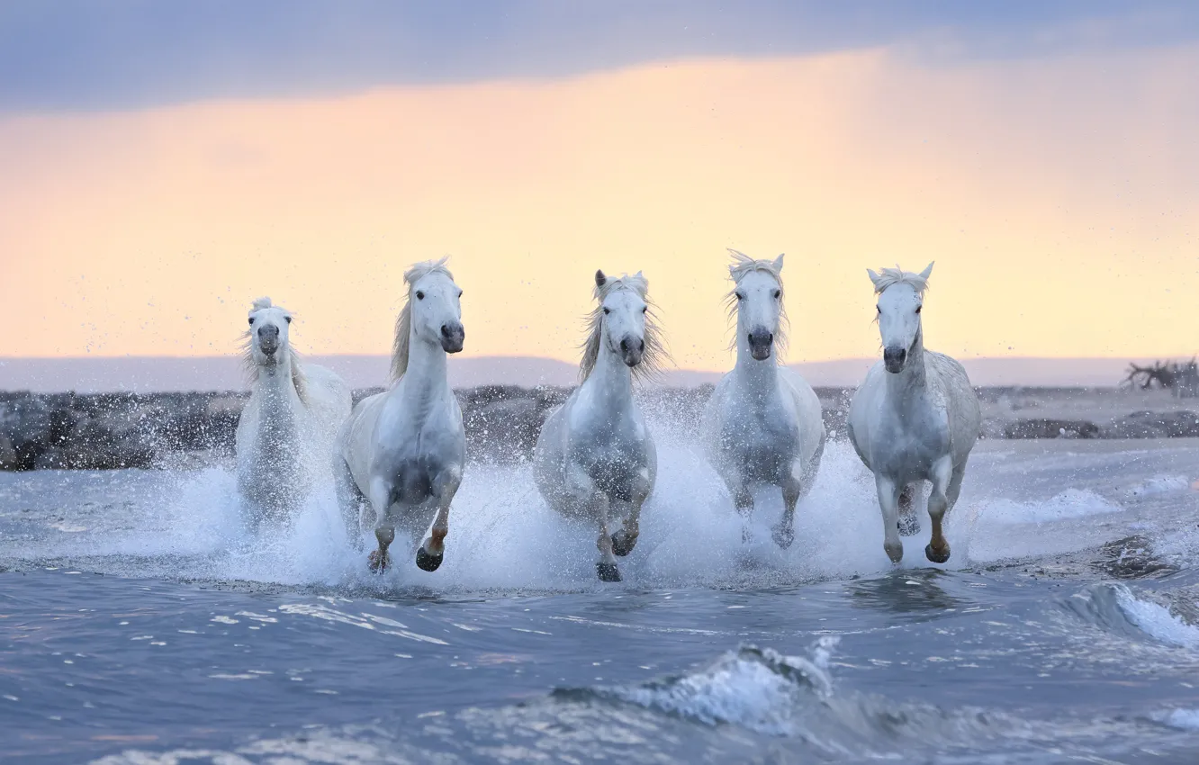 Photo wallpaper horse, horse, running, white, pond, horse