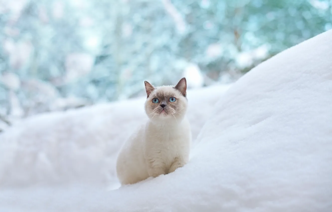 Photo wallpaper winter, cat, snow, blue eyes, the snow