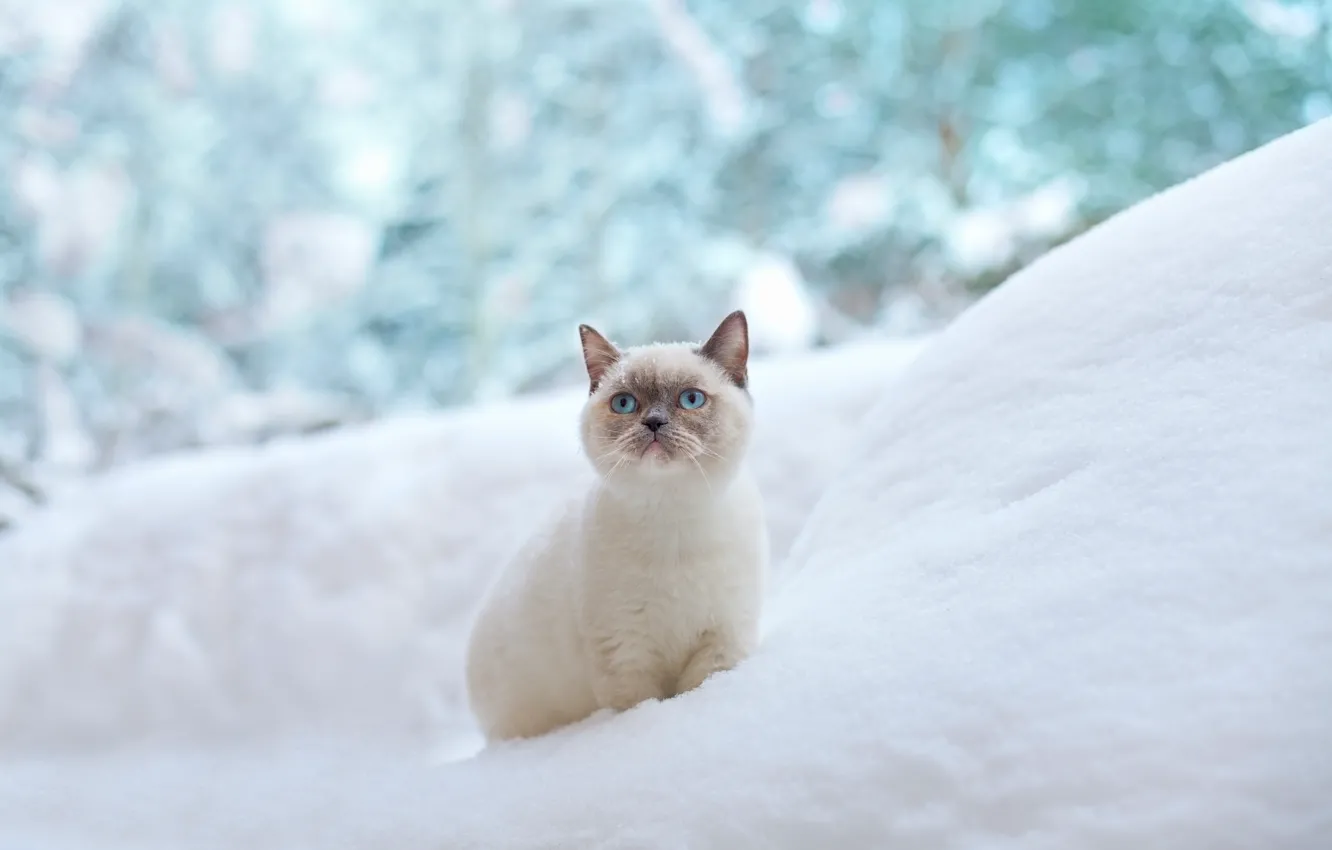 Photo wallpaper winter, cat, snow, the snow, blue eyes