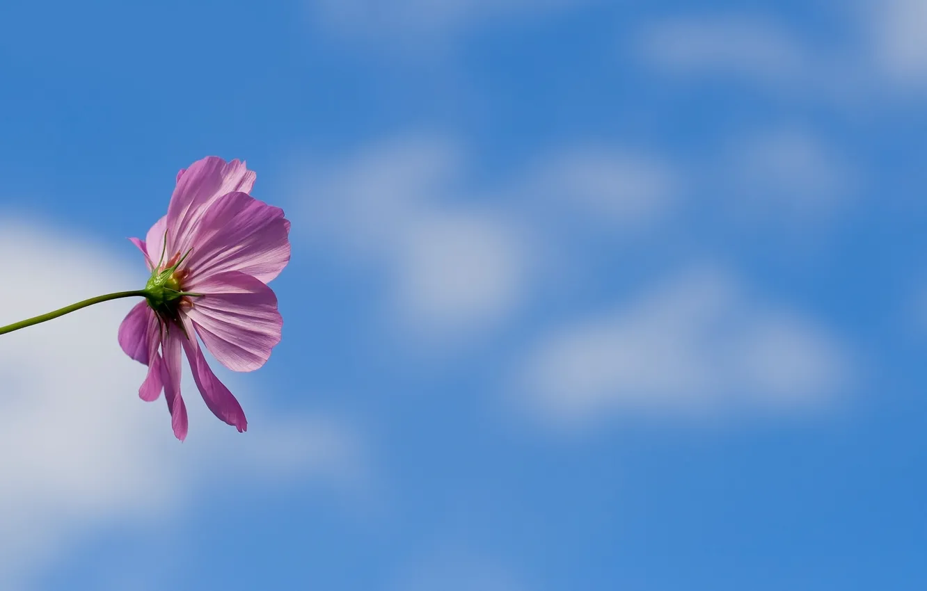 Photo wallpaper flower, the sky, background, kosmeya