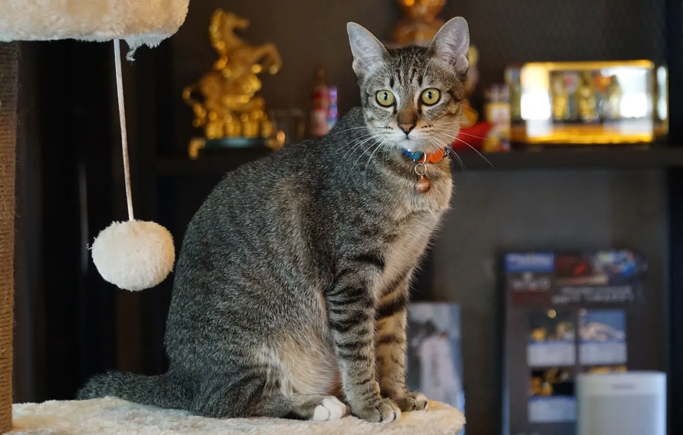 Photo wallpaper cat, cat, look, room, sitting, bombski