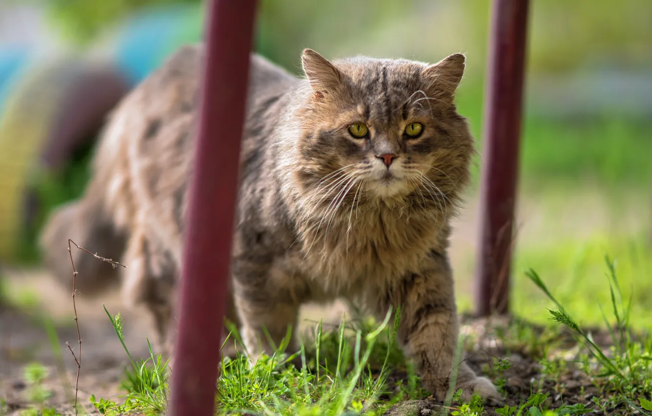 Photo wallpaper greens, cat, grass, cat, look, nature, grey, spring