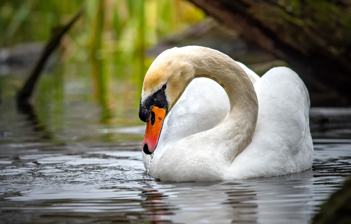 Photo wallpaper white, look, bird, swans, pond