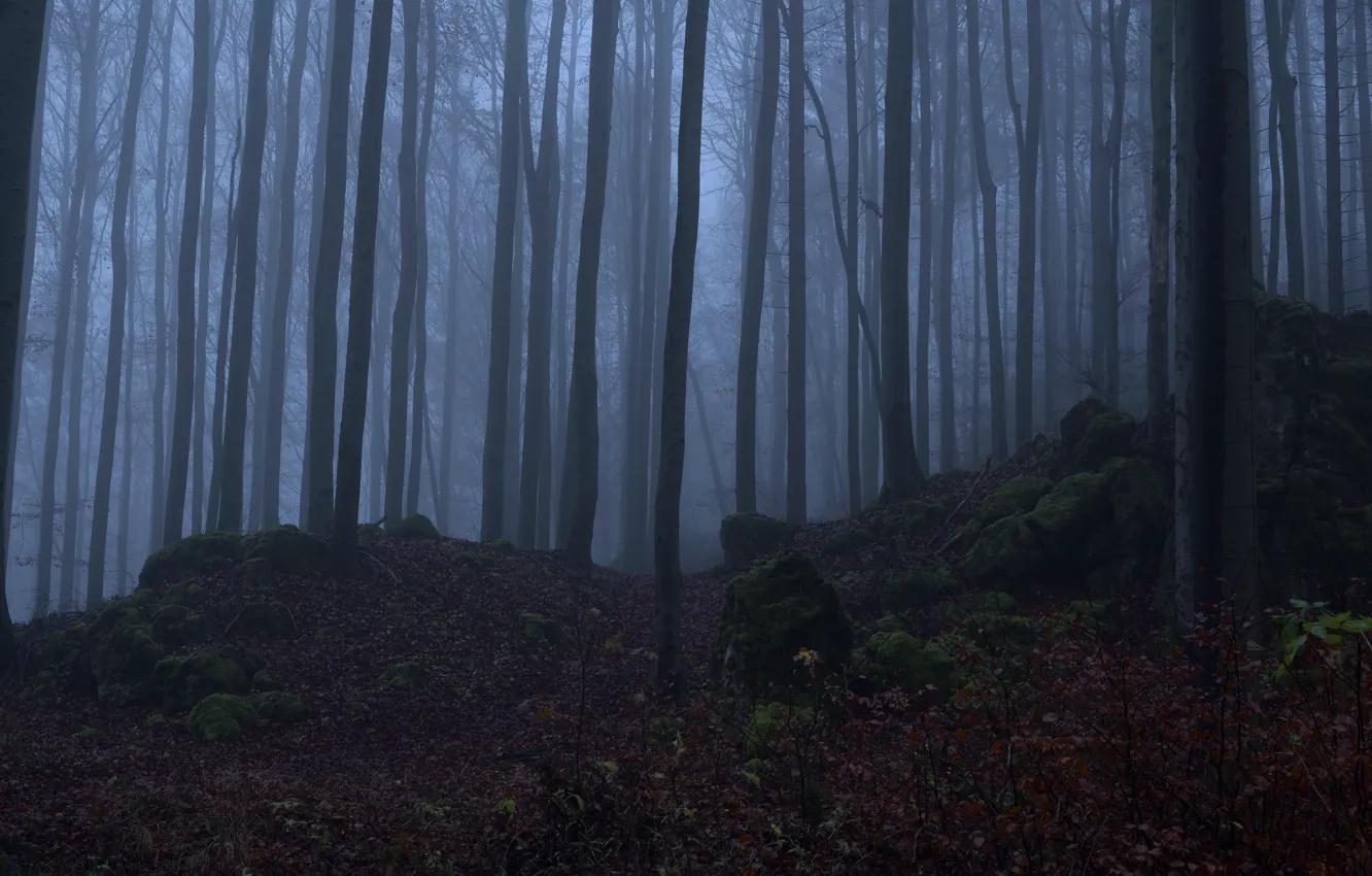 Photo wallpaper forest, trees, nature, fog, stones, moss, Niklas Hamisch