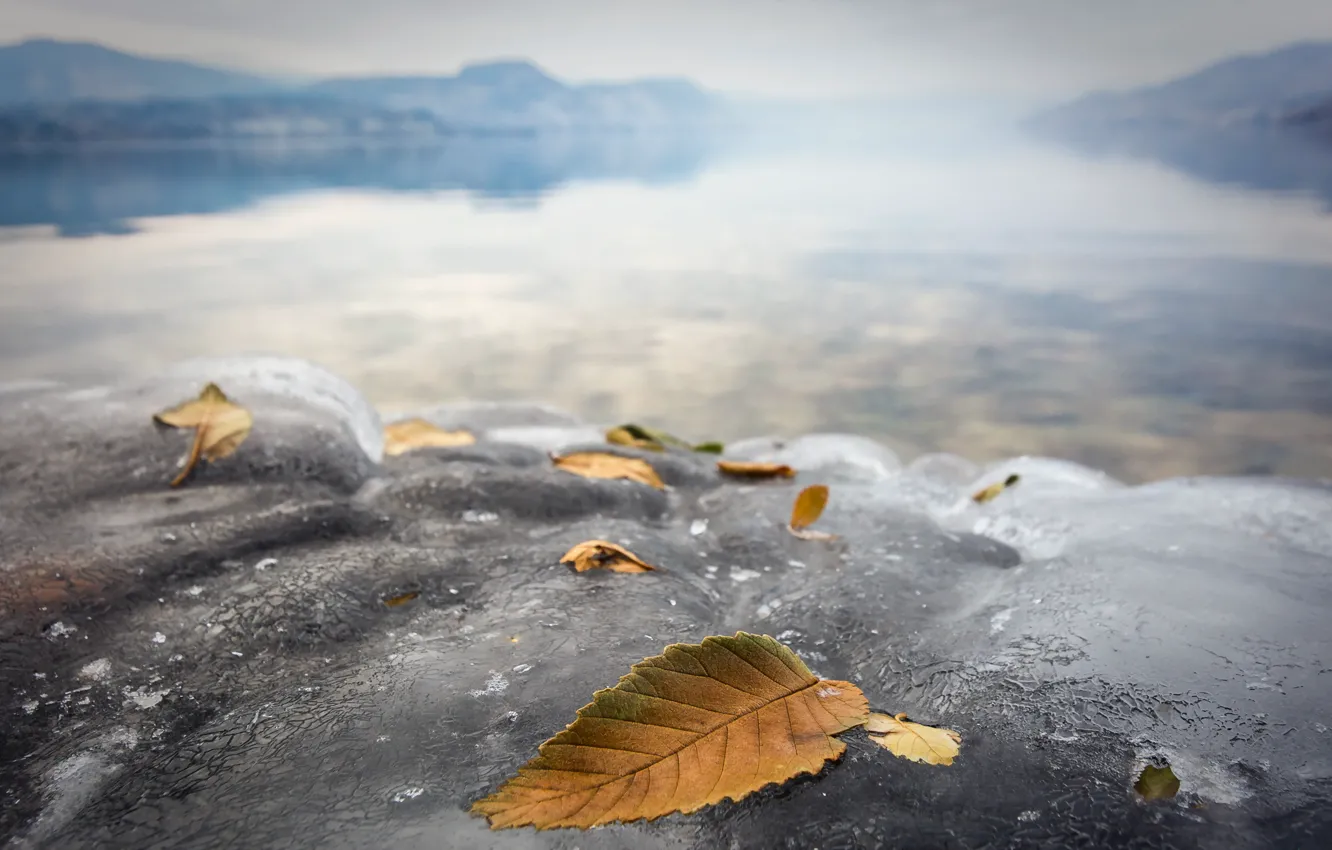 Photo wallpaper leaves, nature, ice