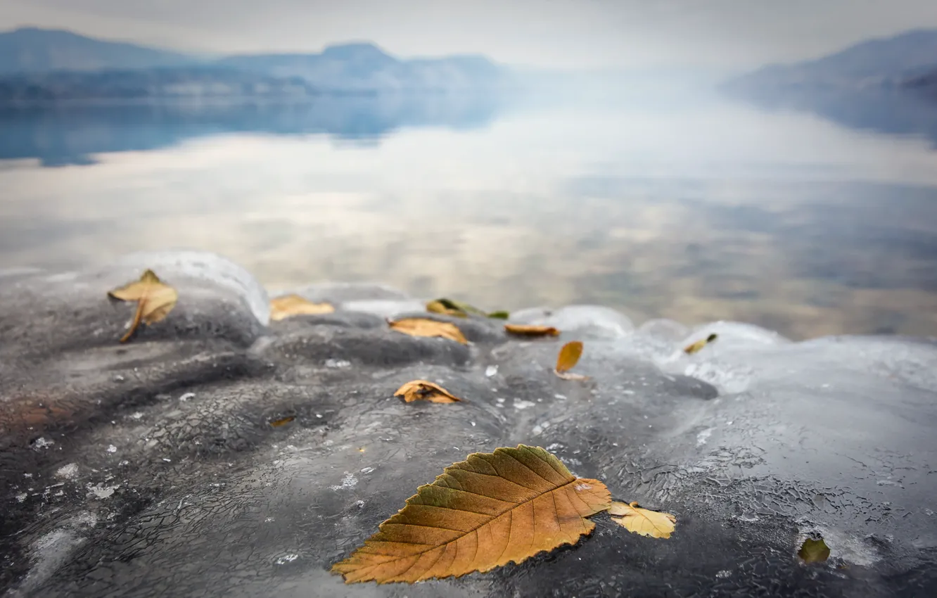 Photo wallpaper ice, leaves, nature