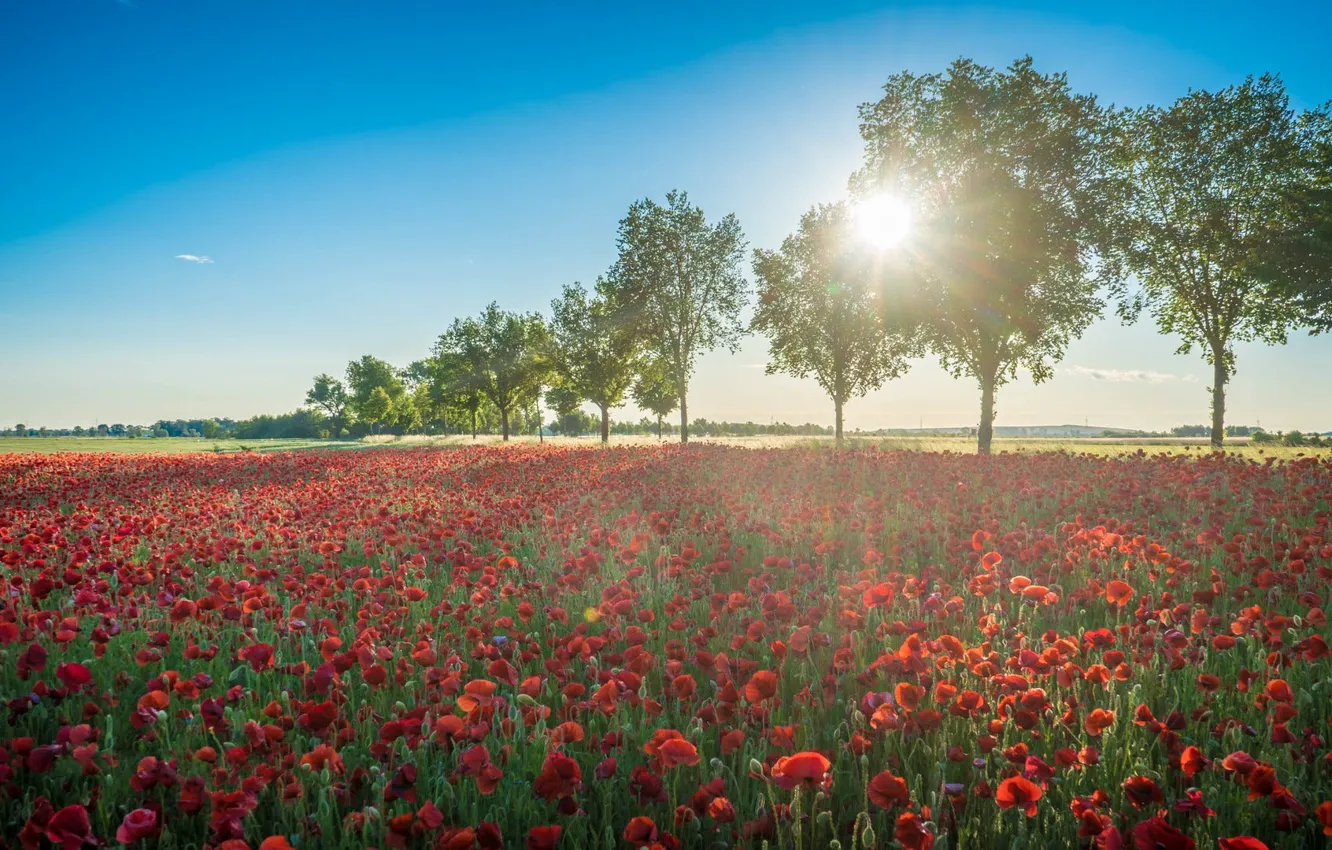 Photo wallpaper summer, trees, flowers, red, Maki, poppy field