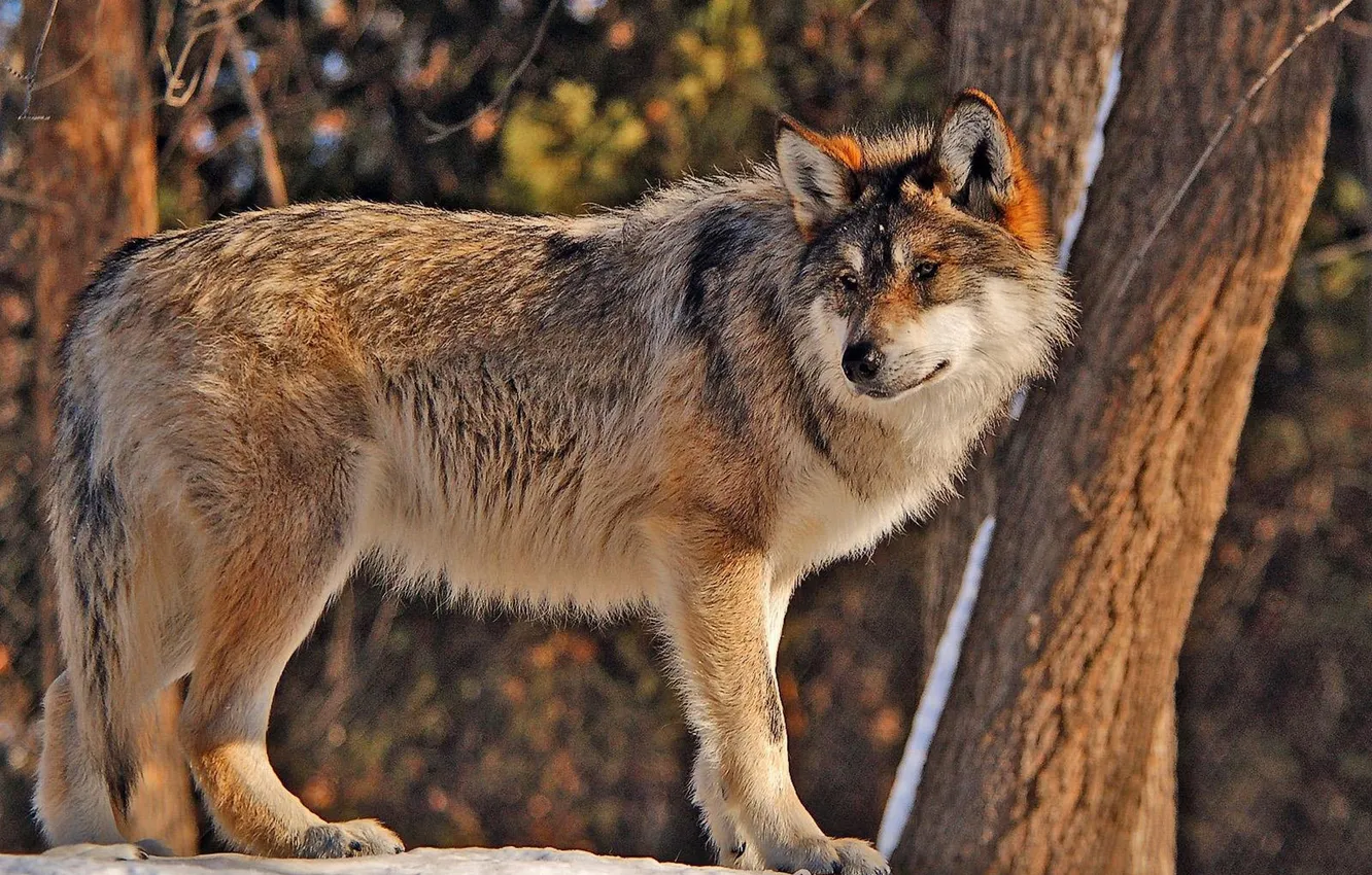 Photo wallpaper Predator, nature, animal, wolf, wildlife, portrait, portrait., Canis lupus. face