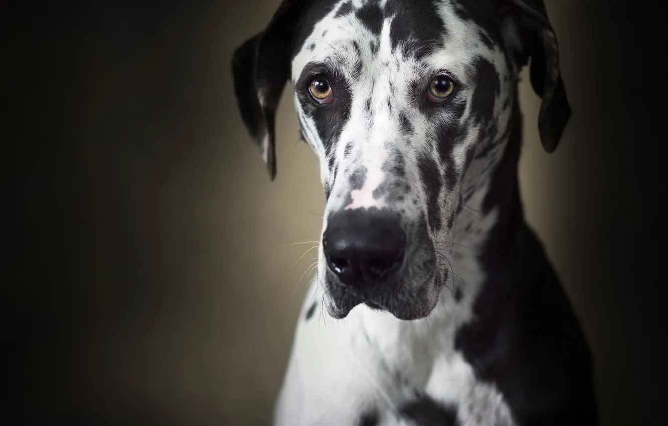 Photo wallpaper look, face, background, dog, Great Dane