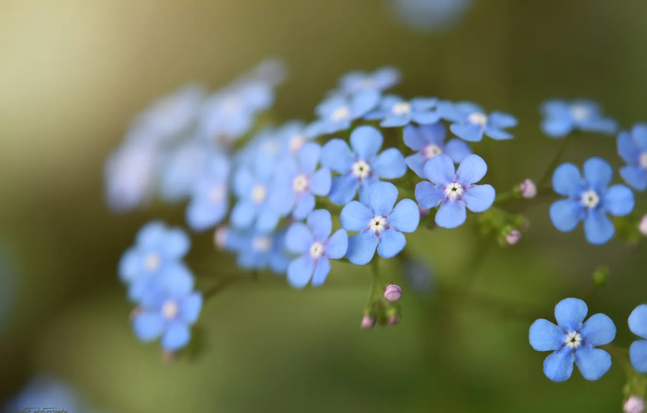 Photo wallpaper flowers, forget-me-nots, Blue flowers