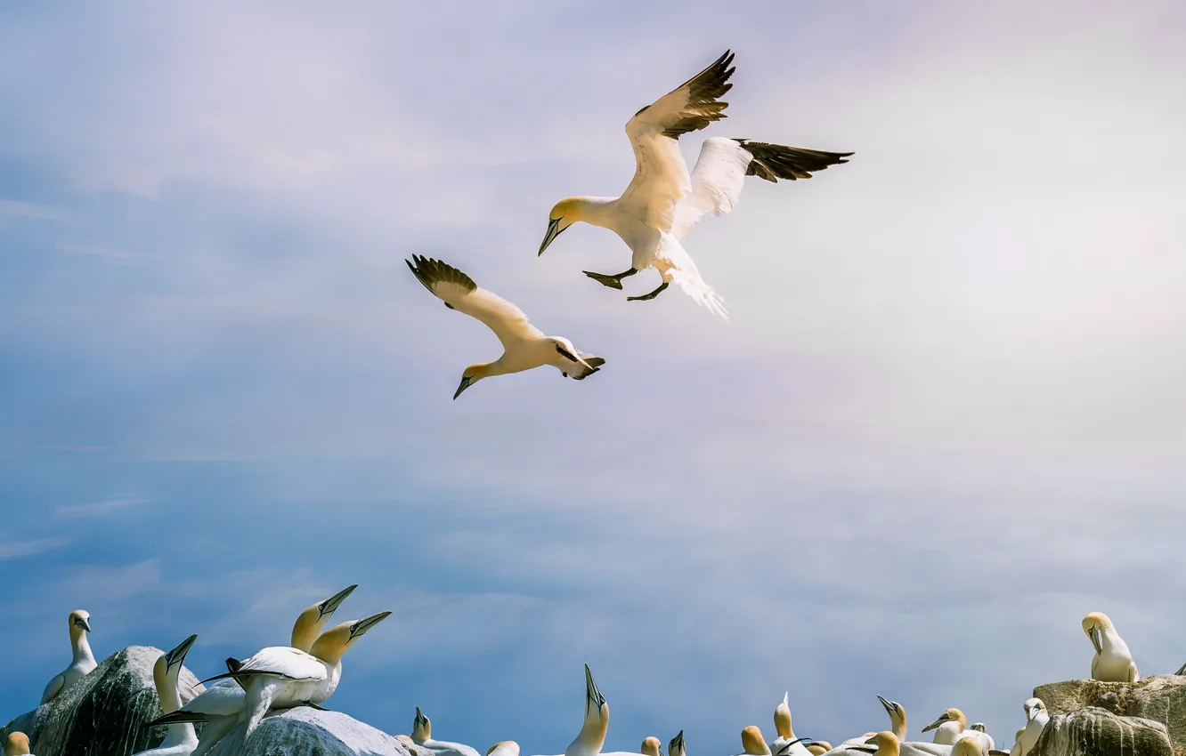 Photo wallpaper sea, the sky, clouds, flight, stones, rocks, bird, shore