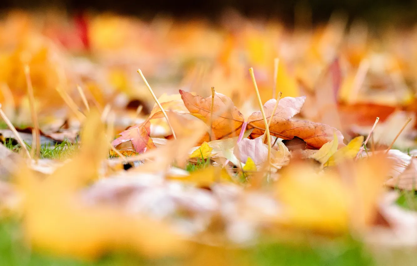 Photo wallpaper autumn, yellow, glade, foliage, blur, maple leaves, bokeh, autumn leaves