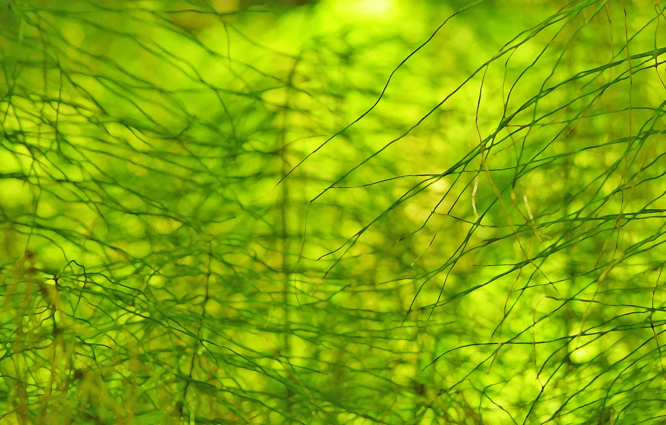 Photo wallpaper greens, the sun, macro, nature, abstraction, horsetails