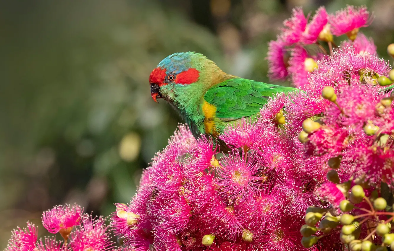 Photo wallpaper flowers, green, bird, parrot, pink, bokeh, rainbow lorikeet
