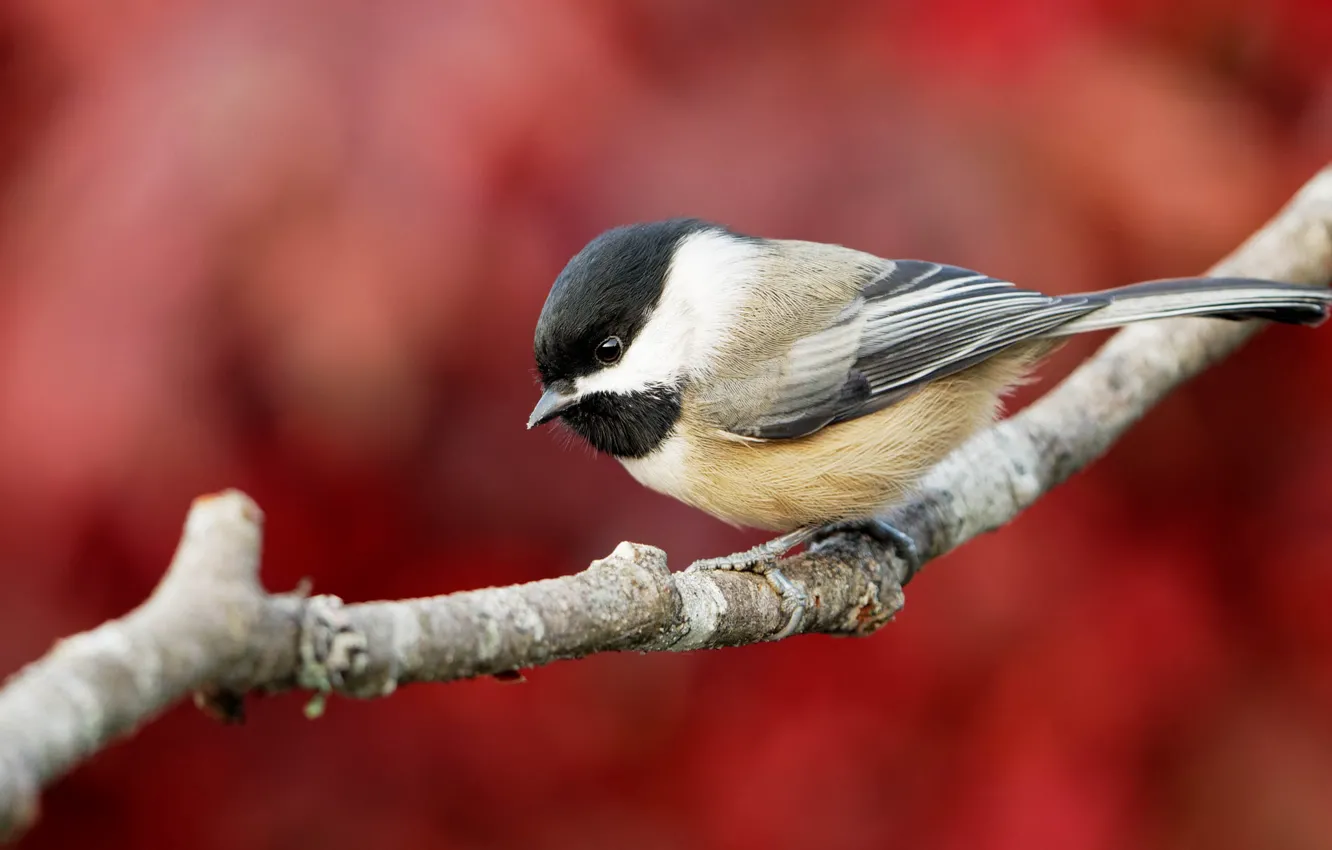 Photo wallpaper branches, bird, red background, bokeh, tit