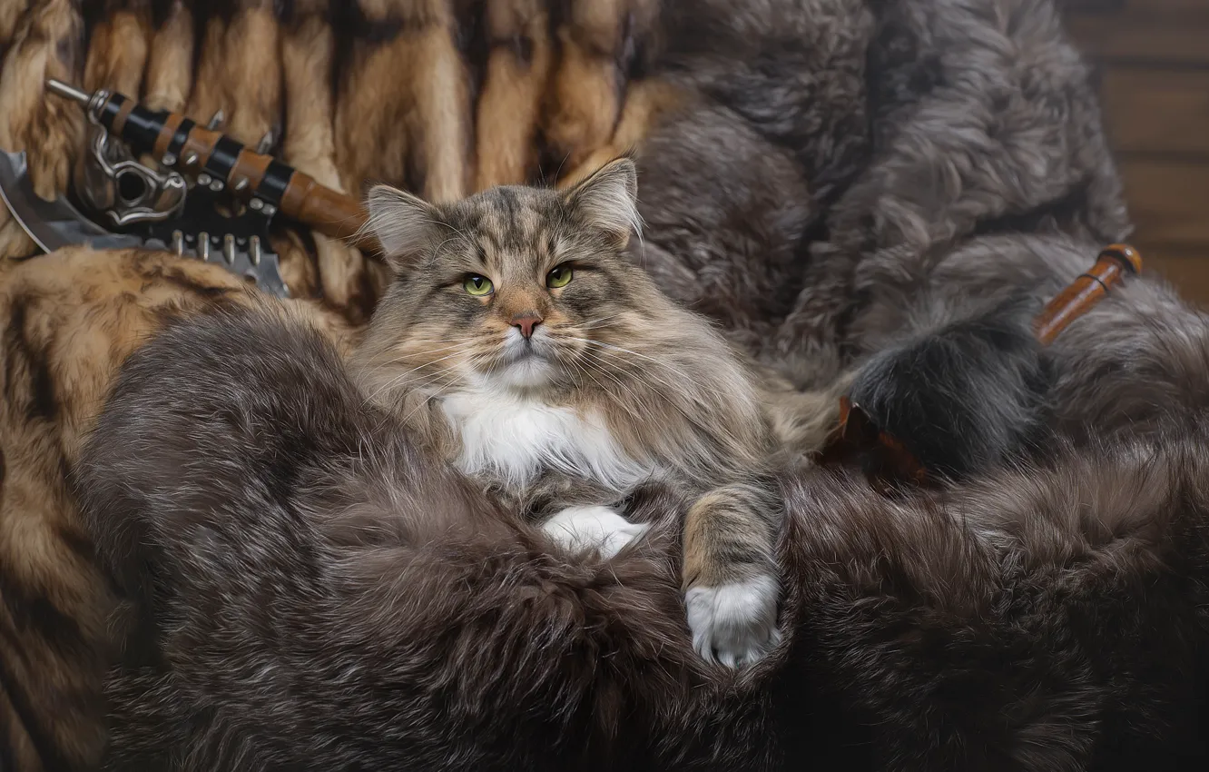Photo wallpaper cat, animal, fur, Svetlana Pisareva