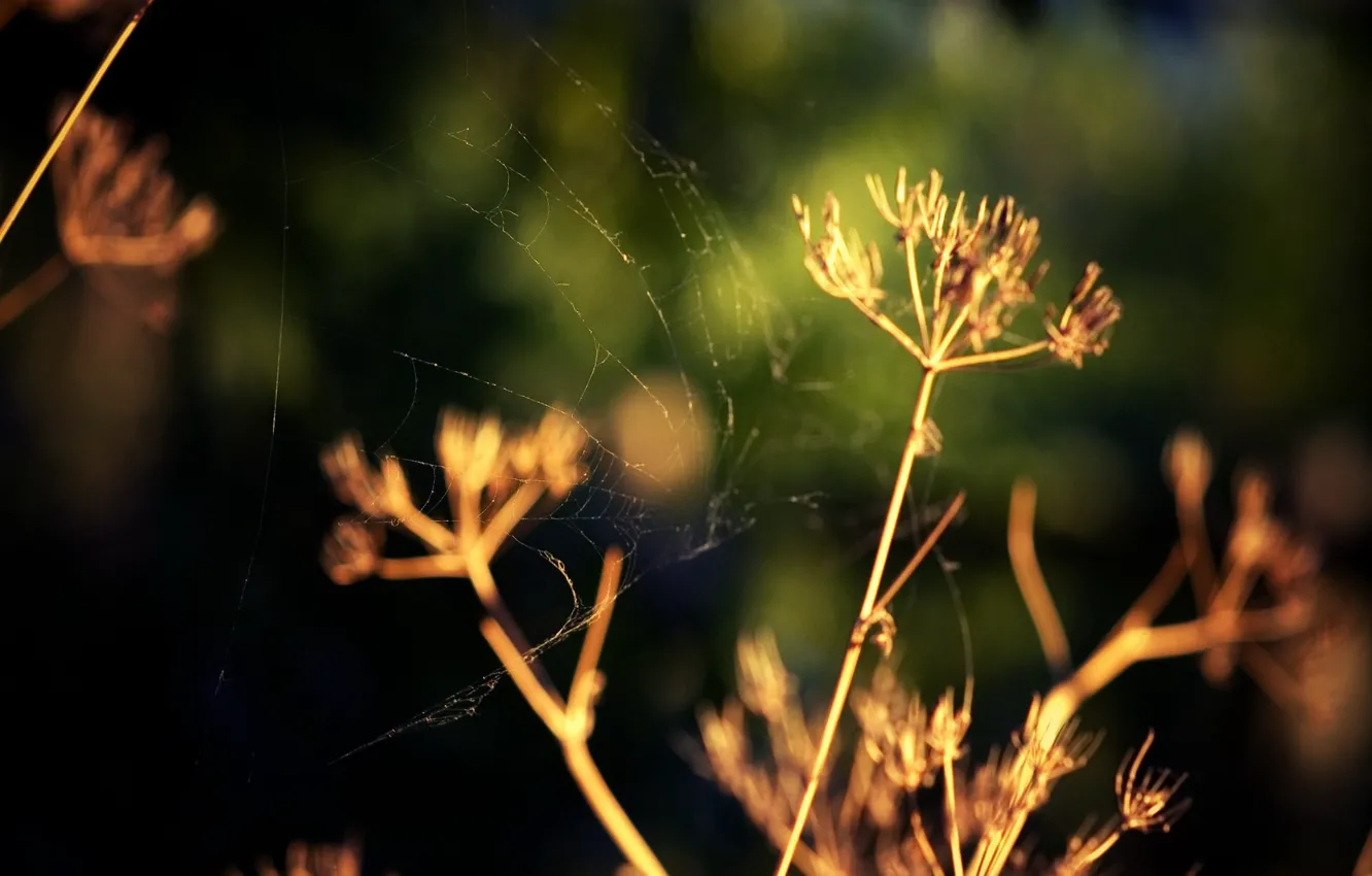 Photo wallpaper grass, macro, dill