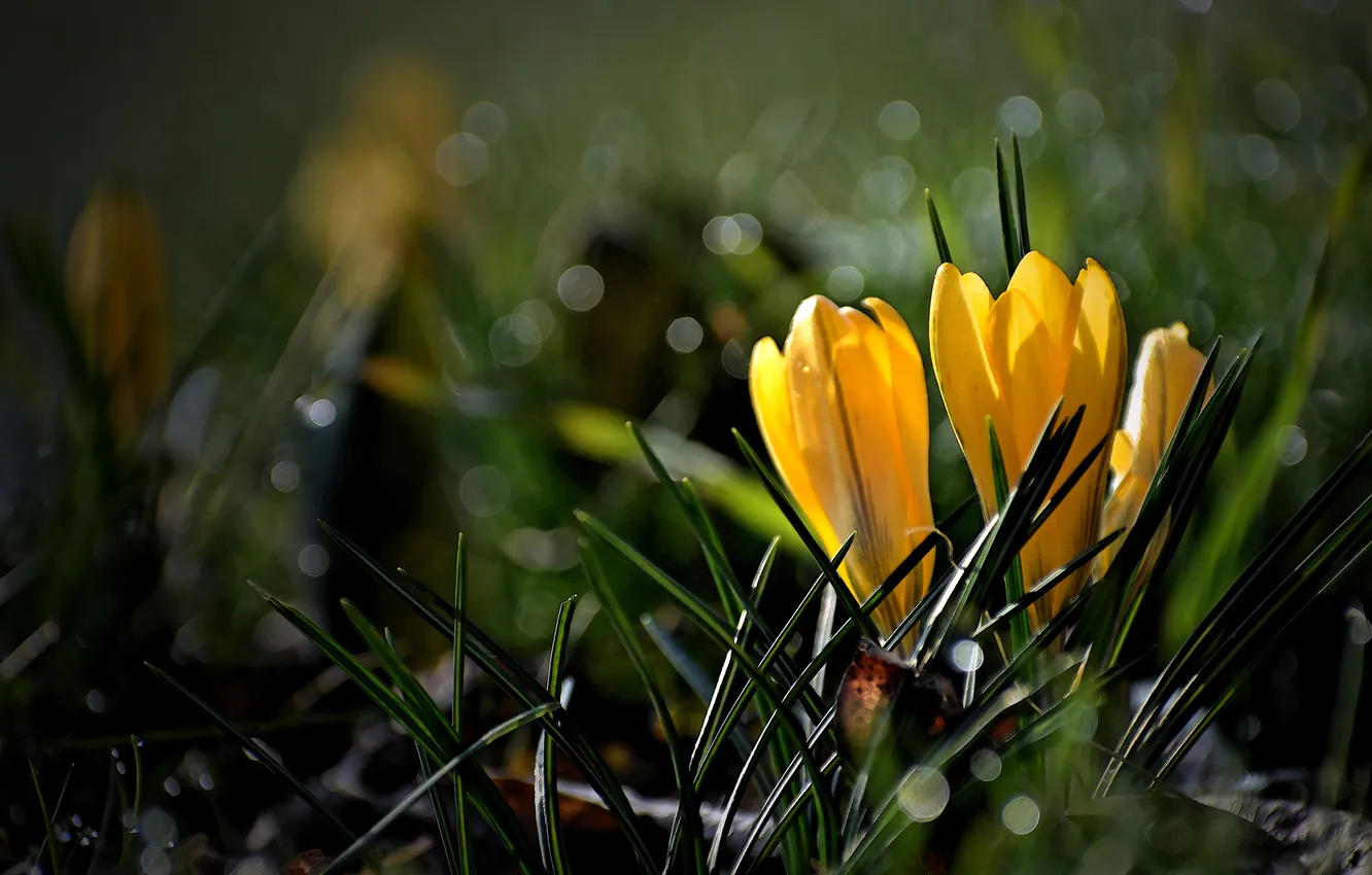Photo wallpaper leaves, flowers, yellow, the dark background, spring, crocuses, buds, bokeh