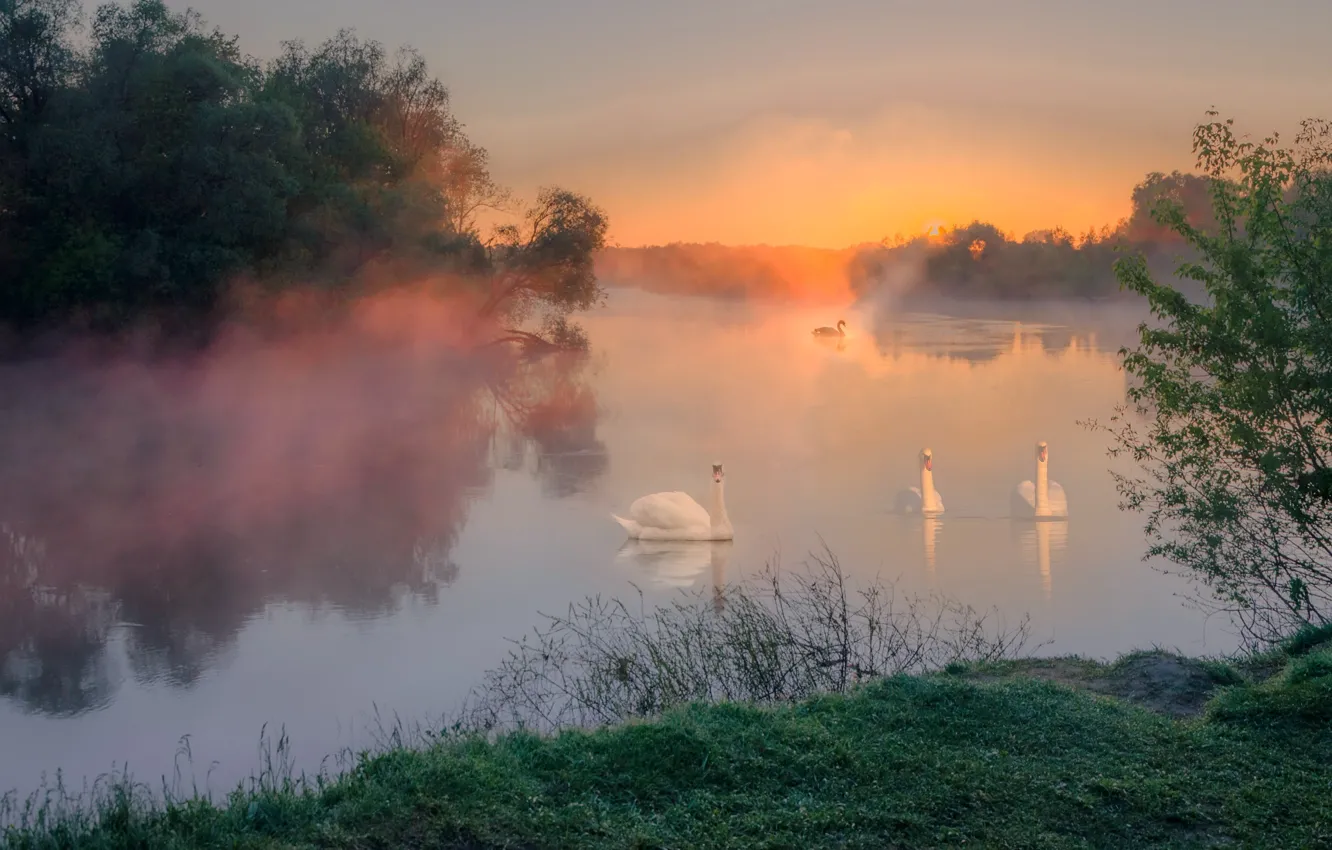 Photo wallpaper fog, lake, shore, morning, swans, dawn
