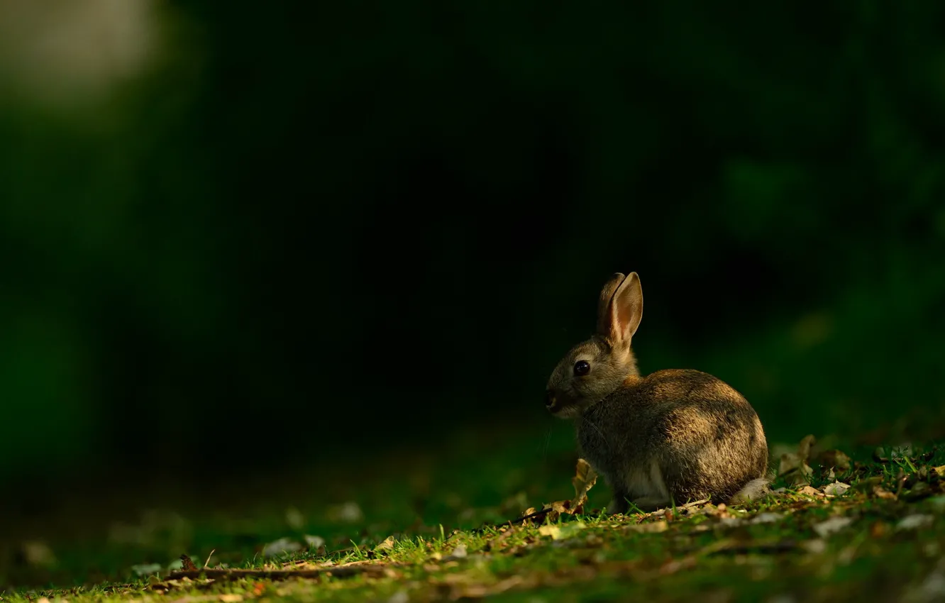 Photo wallpaper summer, nature, hare