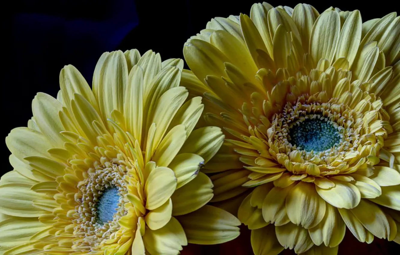 Photo wallpaper on the desktop, large the, yellow gerberas