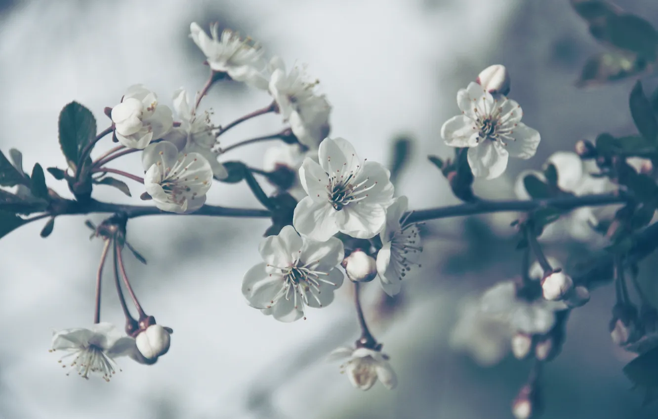 Photo wallpaper leaves, flowers, branches, nature, Sakura, Lipesti, flowers