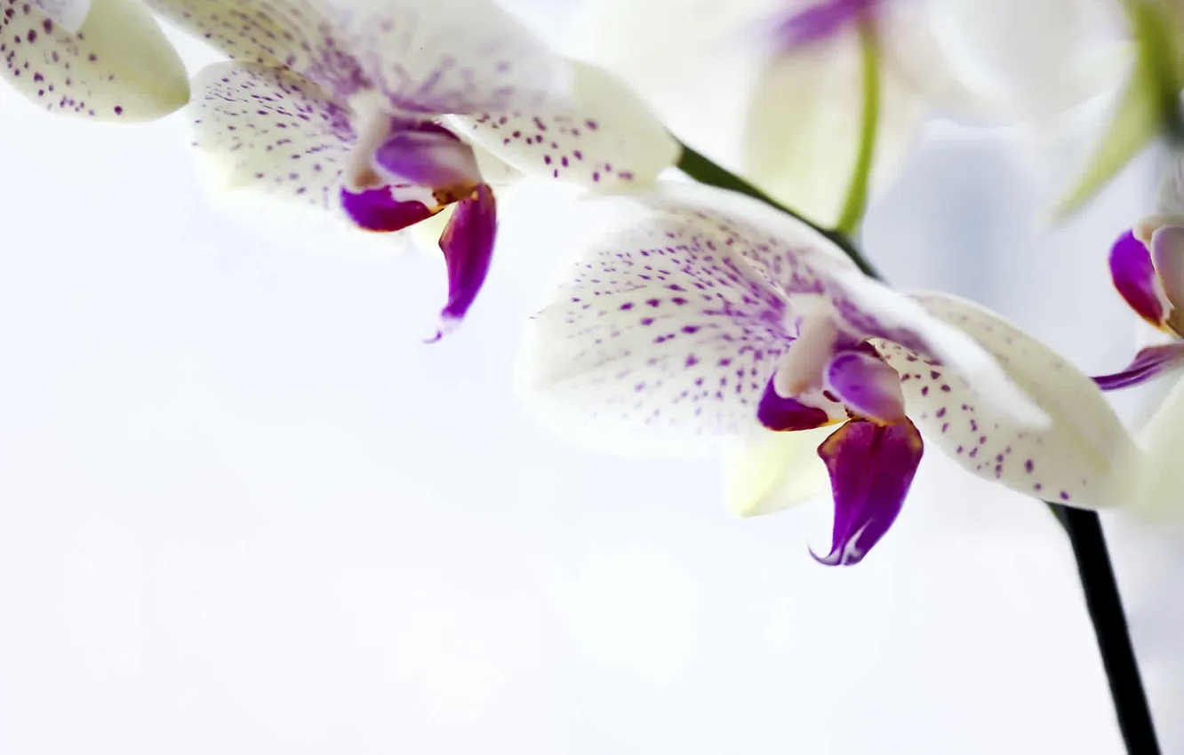 Photo wallpaper white, flowers, Orchid, Phalaenopsis