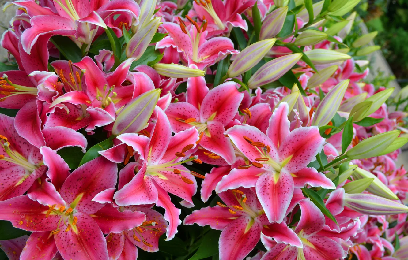 Photo wallpaper flowers, flowering, Pink lilies