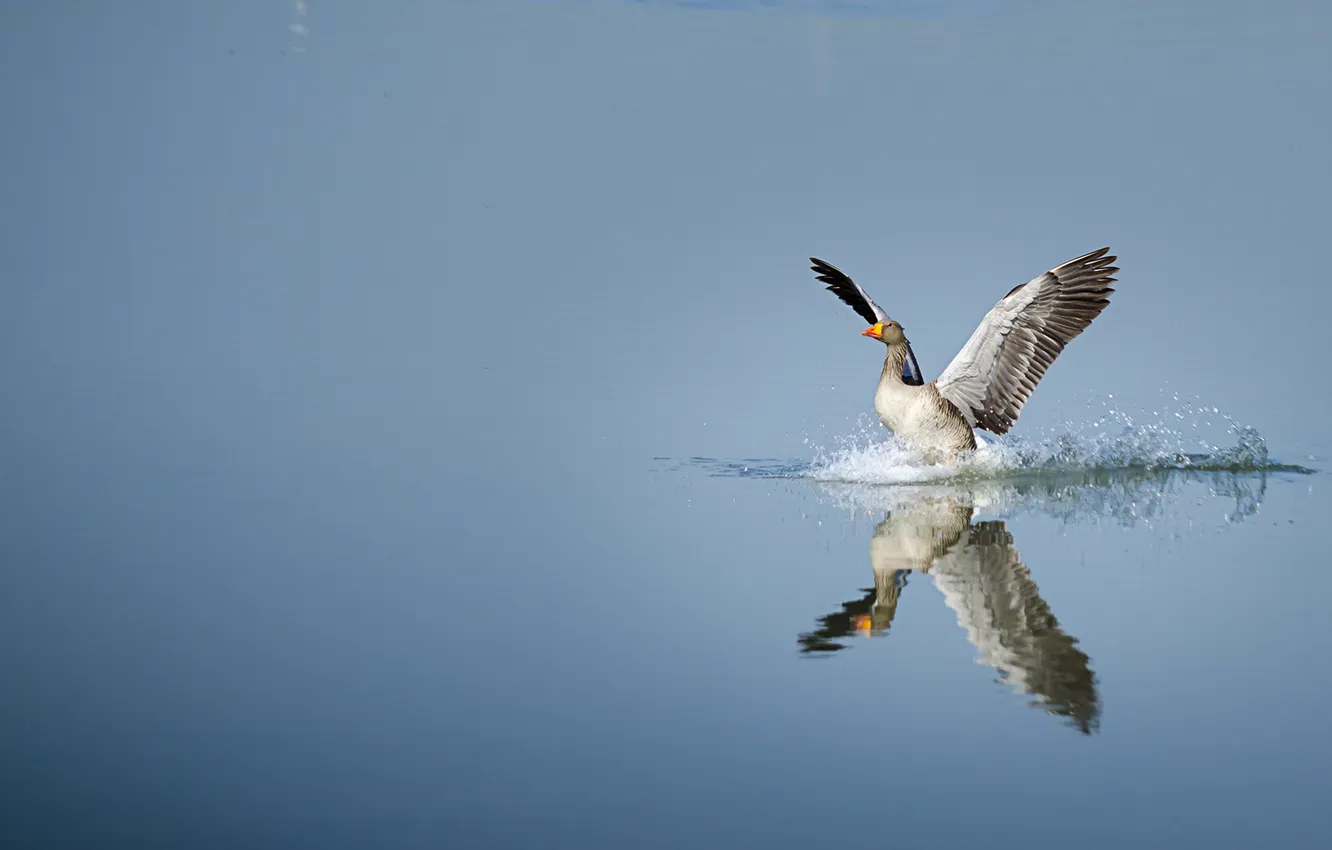 Photo wallpaper lake, reflection, wings, mirror, landing, geese