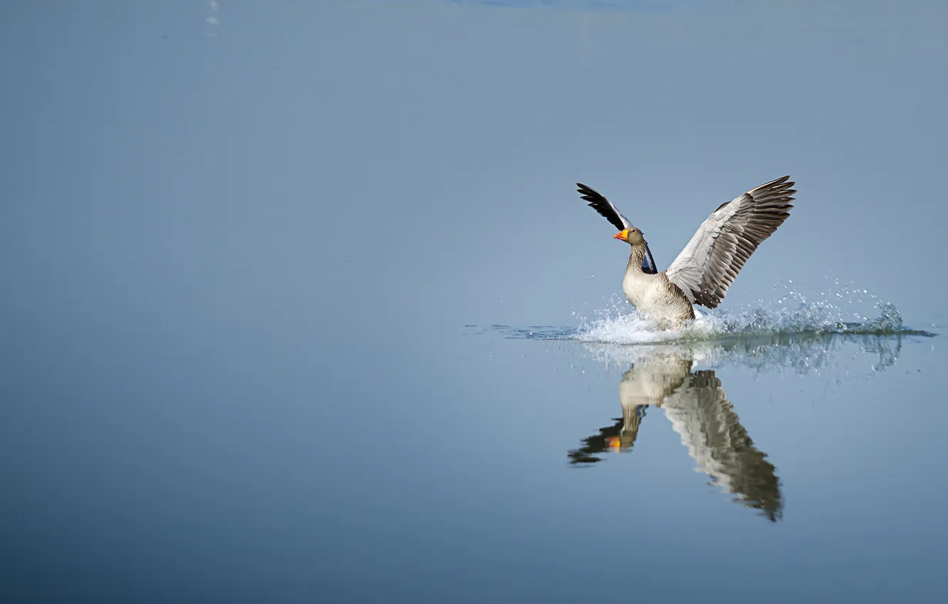 Photo wallpaper lake, reflection, wings, mirror, landing, goose