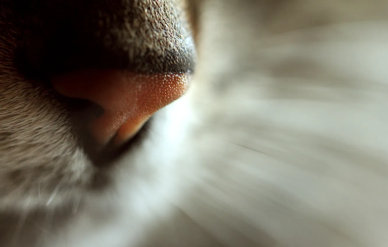 Photo wallpaper cat, mustache, macro, nose