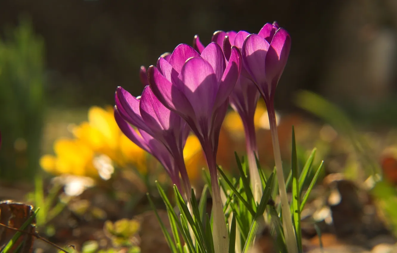Photo wallpaper purple, grass, macro, light, flowers, nature, earth, spring