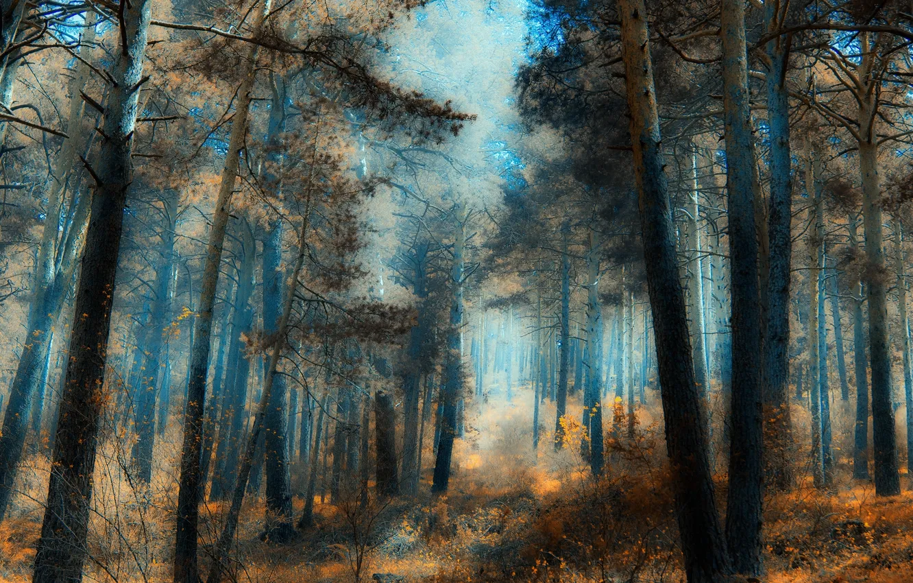 Photo wallpaper forest, trees, brightness