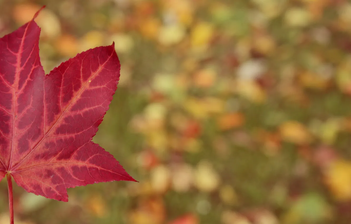 Photo wallpaper leaves, red, maple