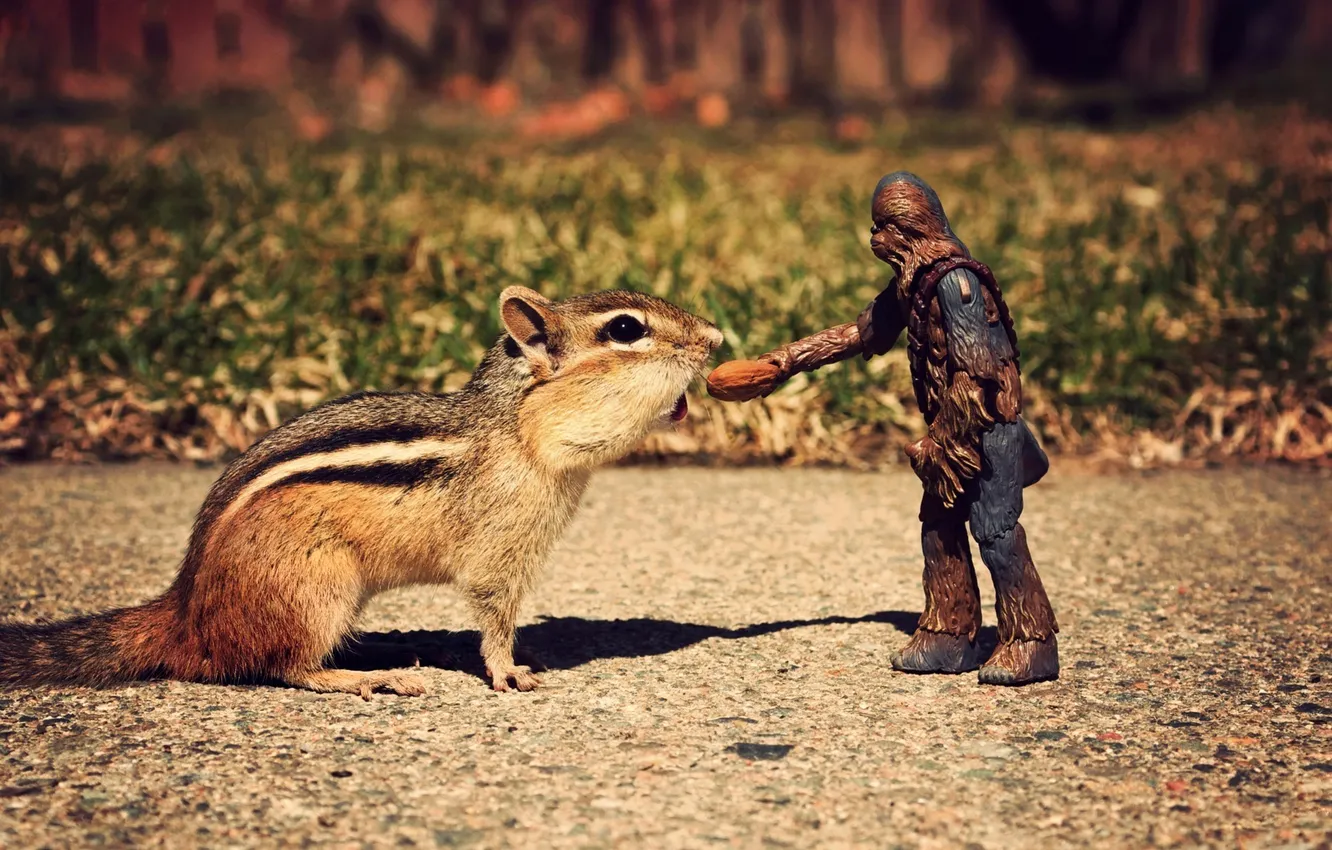 Photo wallpaper macro, toy, the situation, Chipmunk, nuts, figures, Chewbacca