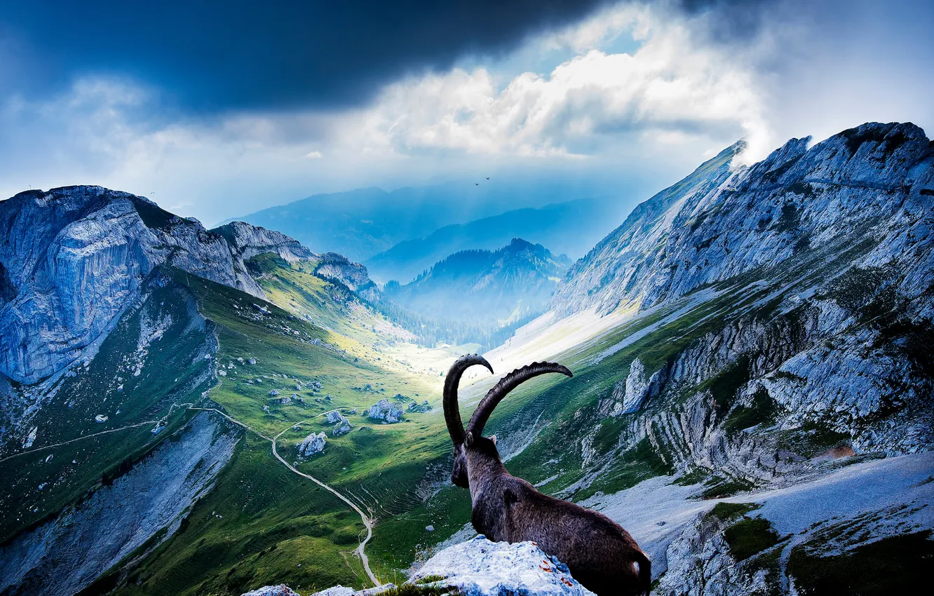 Photo wallpaper mountains, animal, valley, goat, Mount Pilatus