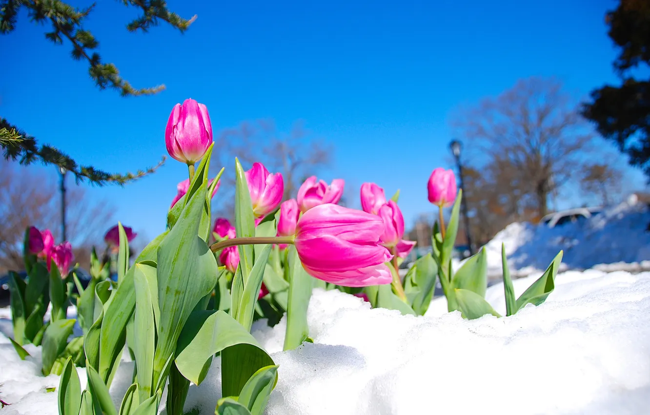 Photo wallpaper the sky, snow, flowers, tulips