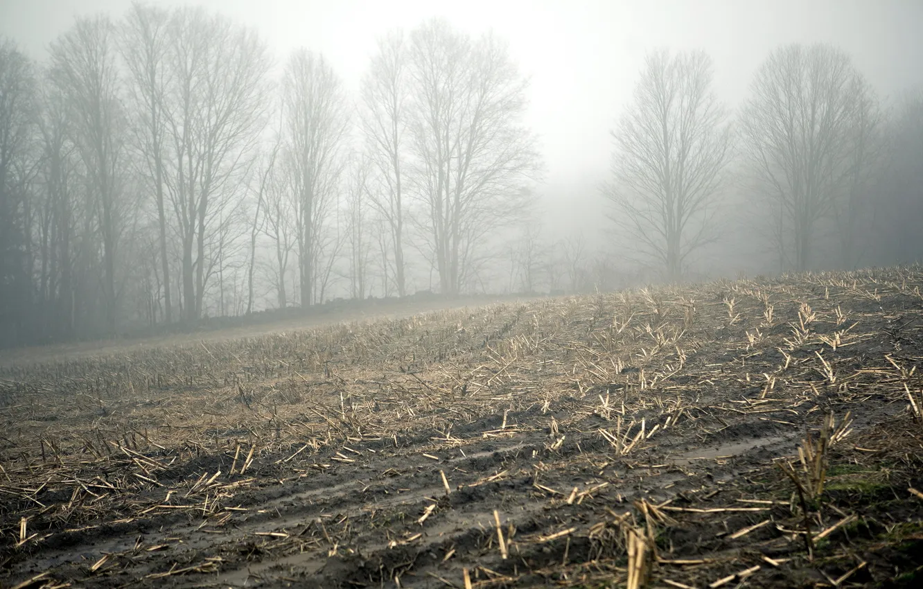 Photo wallpaper field, landscape, fog