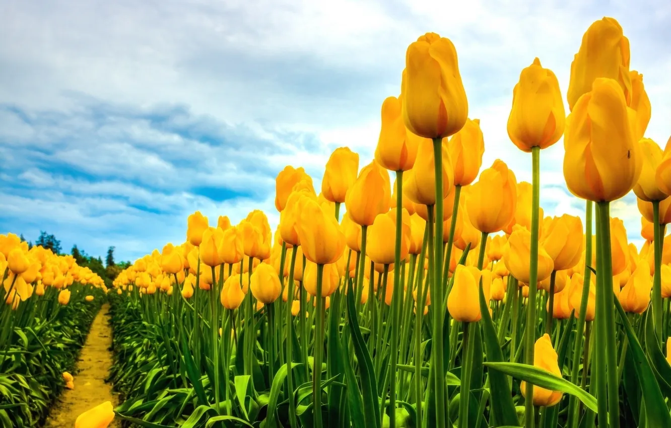 Photo wallpaper field, tulips, buds
