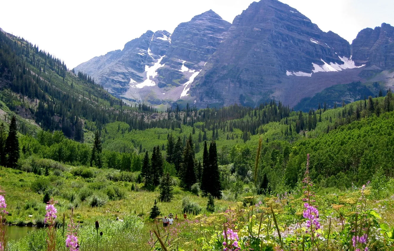 Photo wallpaper forest, flowers, mountains, Colorado, Colorado, Maroon Bells with wild flowers